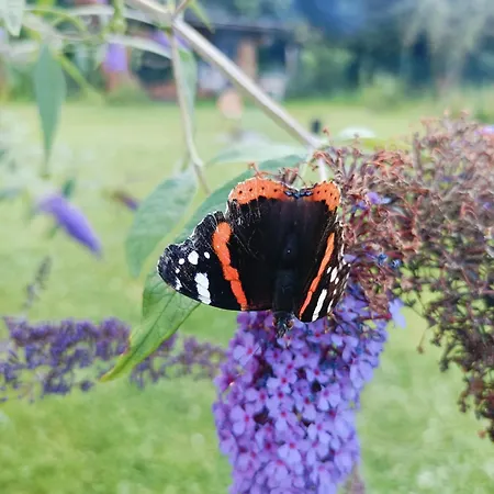 Drevenica Dom wakacyjny Tisovec